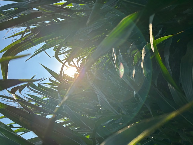 Sun rising through a row of corn — a quiet new beginning.