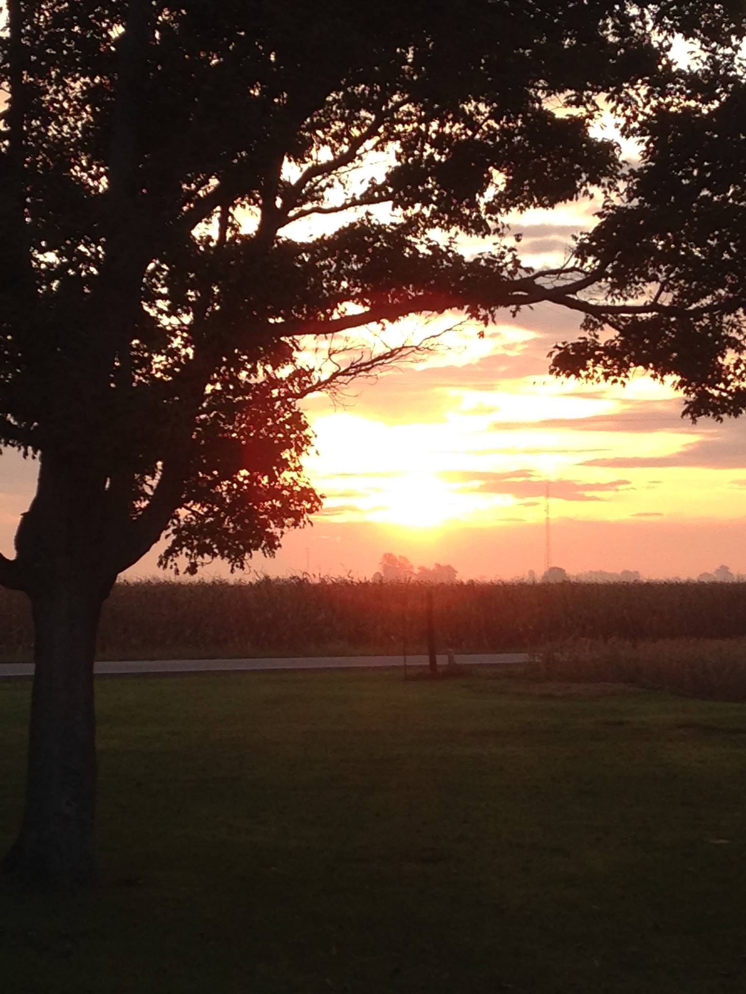 An old tree silhouetted against a glowing sunset over a Midwestern field — roots, family, a new day.
